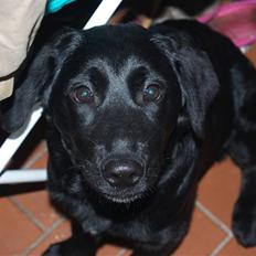 Blanding af racer Dobby <3