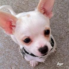 Chihuahua Caleb **SOLGT**