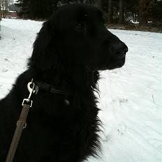 Flat coated retriever Ladytown (Lady)