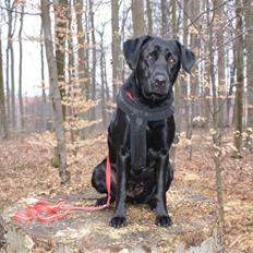 Labrador retriever Sally