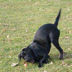 Labrador retriever Sally