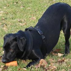 Labrador retriever Sally