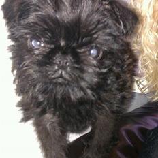 Griffon belge Bertram