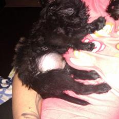 Griffon belge Bertram