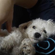 Bichon à poil frisé Choice