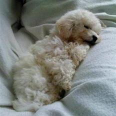Bichon à poil frisé Choice
