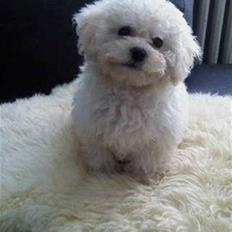 Bichon à poil frisé Choice