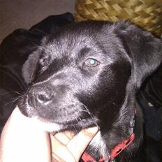 Blanding af racer Coco