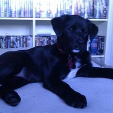 Blanding af racer Coco