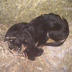 Blanding af racer Coco