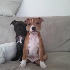 Staffordshire bull terrier Django