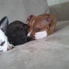 Staffordshire bull terrier Django