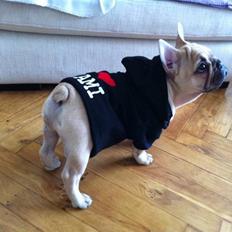 Fransk bulldog Lionel Messi By Ventura