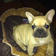 Fransk bulldog Lionel Messi By Ventura