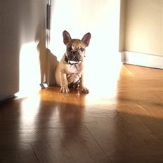 Fransk bulldog Lionel Messi By Ventura