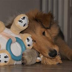 Collie langhåret Kenzo