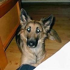 Schæferhund * Mille * R.I.P