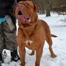 Dogue de bordeaux Velvet de tatouage