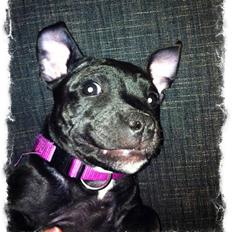 Staffordshire bull terrier Amy