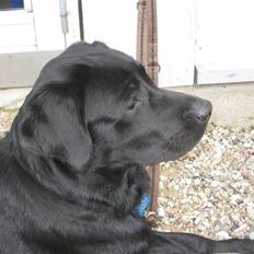 Labrador retriever Oscar (Anjo)