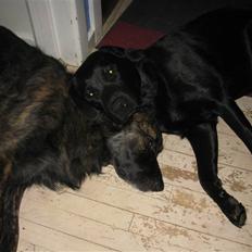 Labrador retriever Oscar (Anjo)