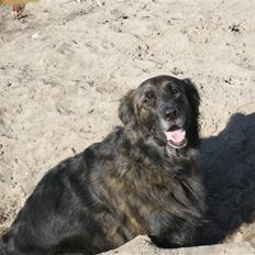 Blanding af racer Hr Olsen