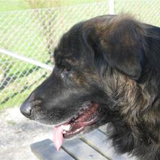 Blanding af racer Hr Olsen