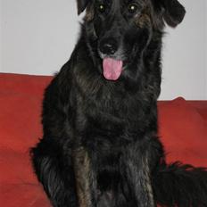 Blanding af racer Hr Olsen