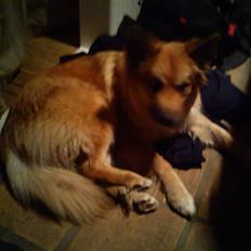 Islandsk fårehund Skogum Katla