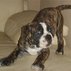 Olde english bulldogge Kingston