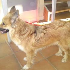 Islandsk fårehund Skogum Katla