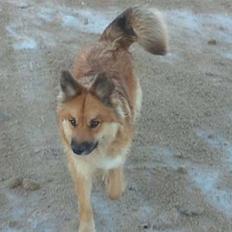 Islandsk fårehund Skogum Katla