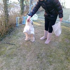 Bichon havanais Bastian<3