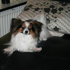 Papillon barima