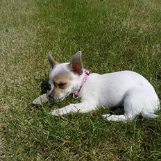 Chihuahua Kenzi