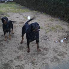 Blanding af racer Rocco