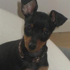 Dvaergpinscher Vedhauge Nicholaj 