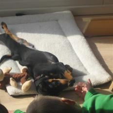 Dvaergpinscher Vedhauge Nicholaj 