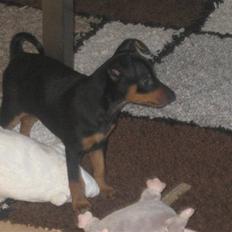 Dvaergpinscher Vedhauge Nicholaj 