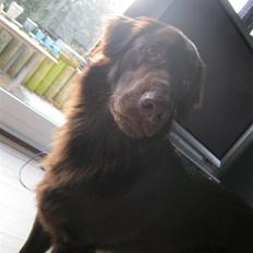 Flat coated retriever Holger (Farmors)