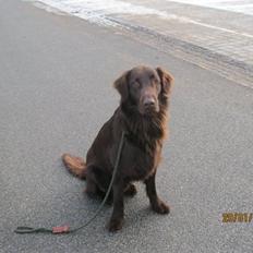 Flat coated retriever Holger (Farmors)