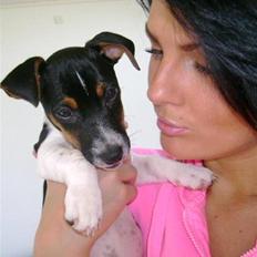 Jack russell terrier Charlie