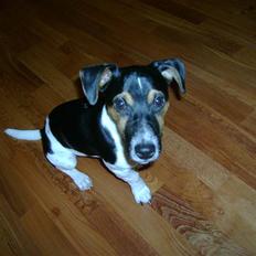 Jack russell terrier Charlie
