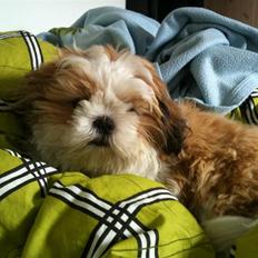 Shih tzu Gizmo