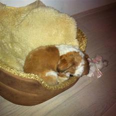 Shih tzu Gizmo