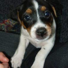 Dansk svensk gaardhund Moustgaard Havana
