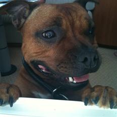 Staffordshire bull terrier colliermans Luna