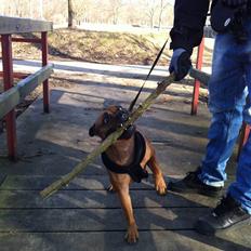 Staffordshire bull terrier colliermans Luna