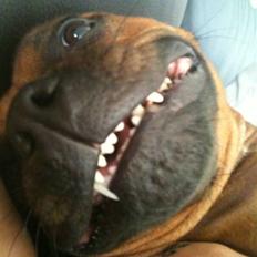 Staffordshire bull terrier colliermans Luna