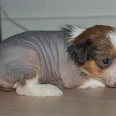 Chinese crested hårløs Toulouse